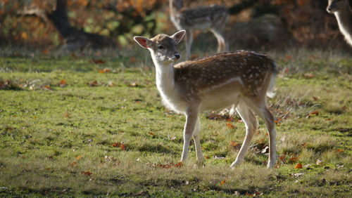 Side view of deer standing on field