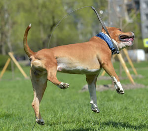 Full length of a dog on field