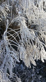 Full frame shot of frozen tree