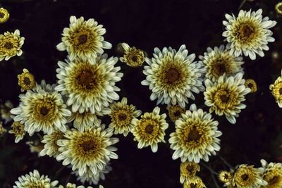 Close-up of flowers