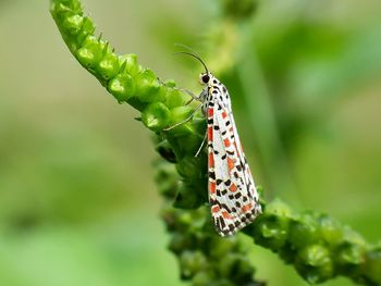 Close-up of butterfly on plant