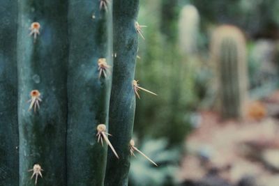 Close-up of spiked plant