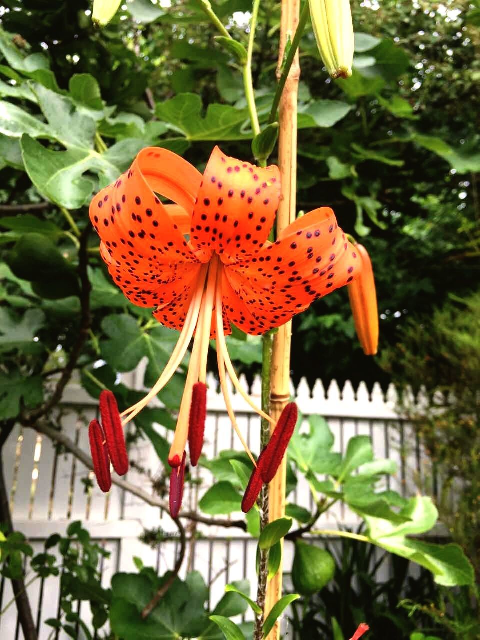 growth, flower, nature, beauty in nature, leaf, orange color, plant, fragility, no people, flower head, green color, day, outdoors, freshness, close-up