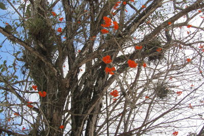 Low angle view of tree against sky during winter