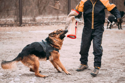 Low section of man with dogs on street