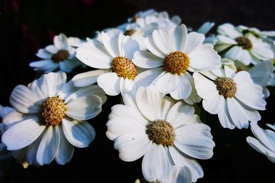 Close-up of white flowers blooming outdoors