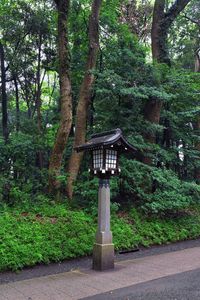 Trees in park