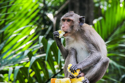 Monkey sitting on a tree