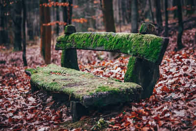 Close-up of old rusty metal in forest