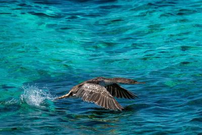 Bird flying over sea