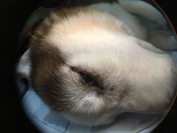 Close-up of dog sleeping