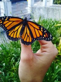 Close-up of butterfly on hand