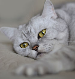 Close-up portrait of cat