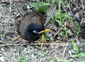 High angle view of bird perching on a field