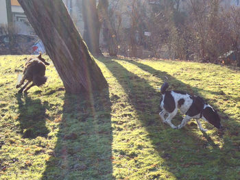 Sheep grazing on grassy field