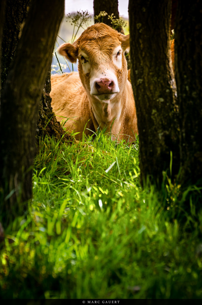 grass, animal themes, one animal, field, tree, portrait, looking at camera, green color, tree trunk, growth, grassy, selective focus, front view, nature, forest, day, outdoors, close-up, focus on foreground, standing