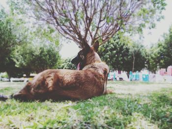 Dog relaxing on grass