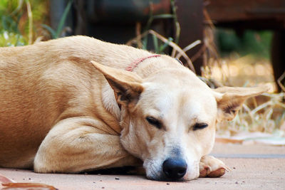 Close-up of dog lying down