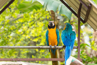 View of parrot perching on wood