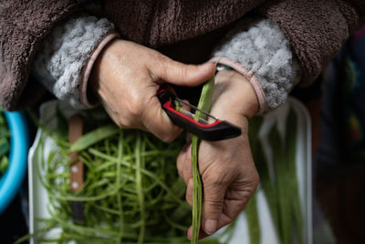 Old woman hands peeling fresh organic green beans