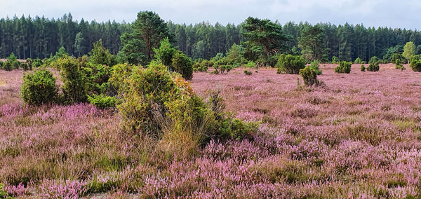 Scenic view of flowering trees on field against sky