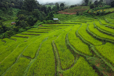 Scenic view of agricultural field