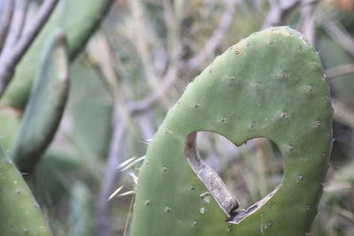 Close-up of succulent plant