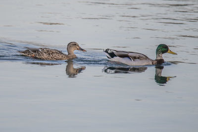 Ducks swimming in lake