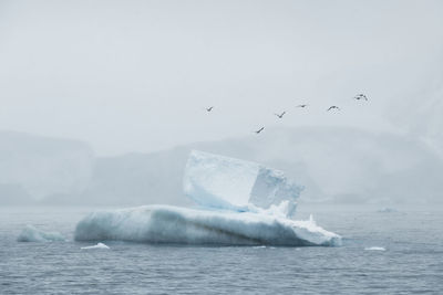 Cape petrels - daption capense - flying over icebergs in the antarctic sound, antarctica.