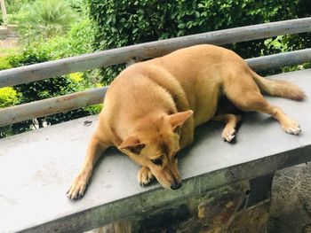 High angle view of a dog sleeping