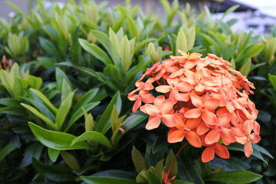 Close-up of flowering plant