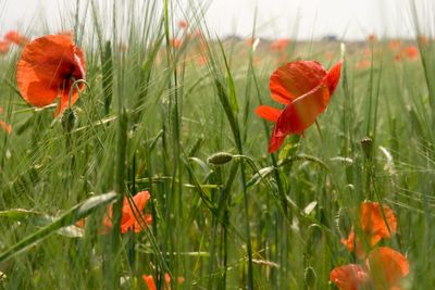 Close-up of red poppy blooming in field