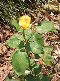 Close-up of yellow flower