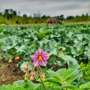 Close-up of flowers blooming on field