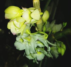 Close-up of green flowers