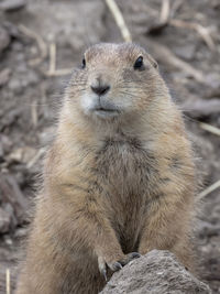 Close-up of squirrel