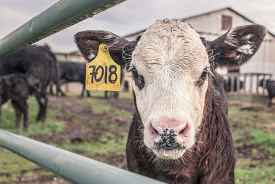 Close-up portrait of cow standing on field