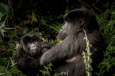 Monkeys in a forest