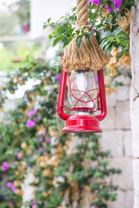 Close-up of red lantern hanging on plant in yard