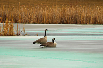 A pair of canadian geese back in the spring