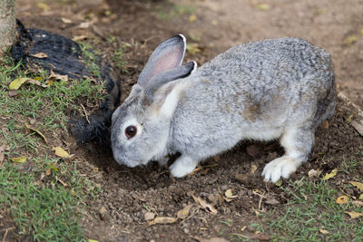 A gray rabbit digging a hole