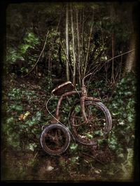 Plants growing in forest