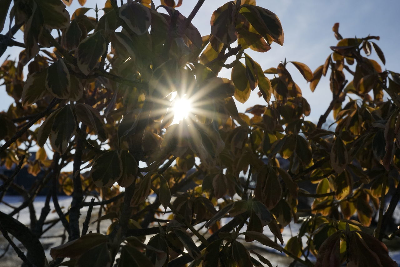 LOW ANGLE VIEW OF SUNLIGHT STREAMING THROUGH TREES