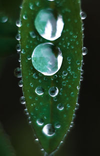 Close-up of water drops on leaf