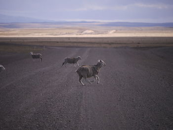 View of sheep walking on road