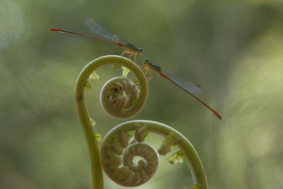 Close-up of insect on leaf