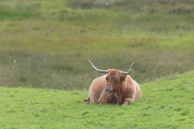 Lone brown orange male highland bull sits down, lying on luscious green grass. 