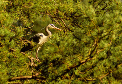 Bird on tree trunk