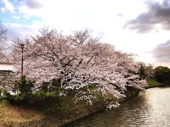 Cherry blossom tree by river against sky