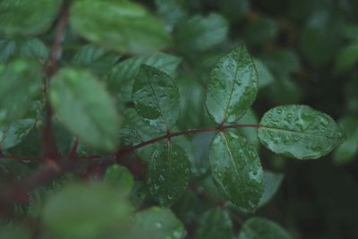 Close-up of wet leaves